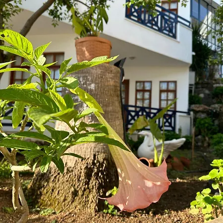 Naturella 3*